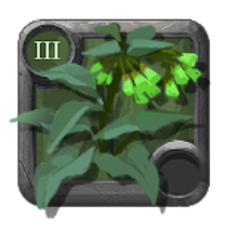 Brightleaf Comfrey