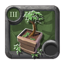 Chestnut Bonsai